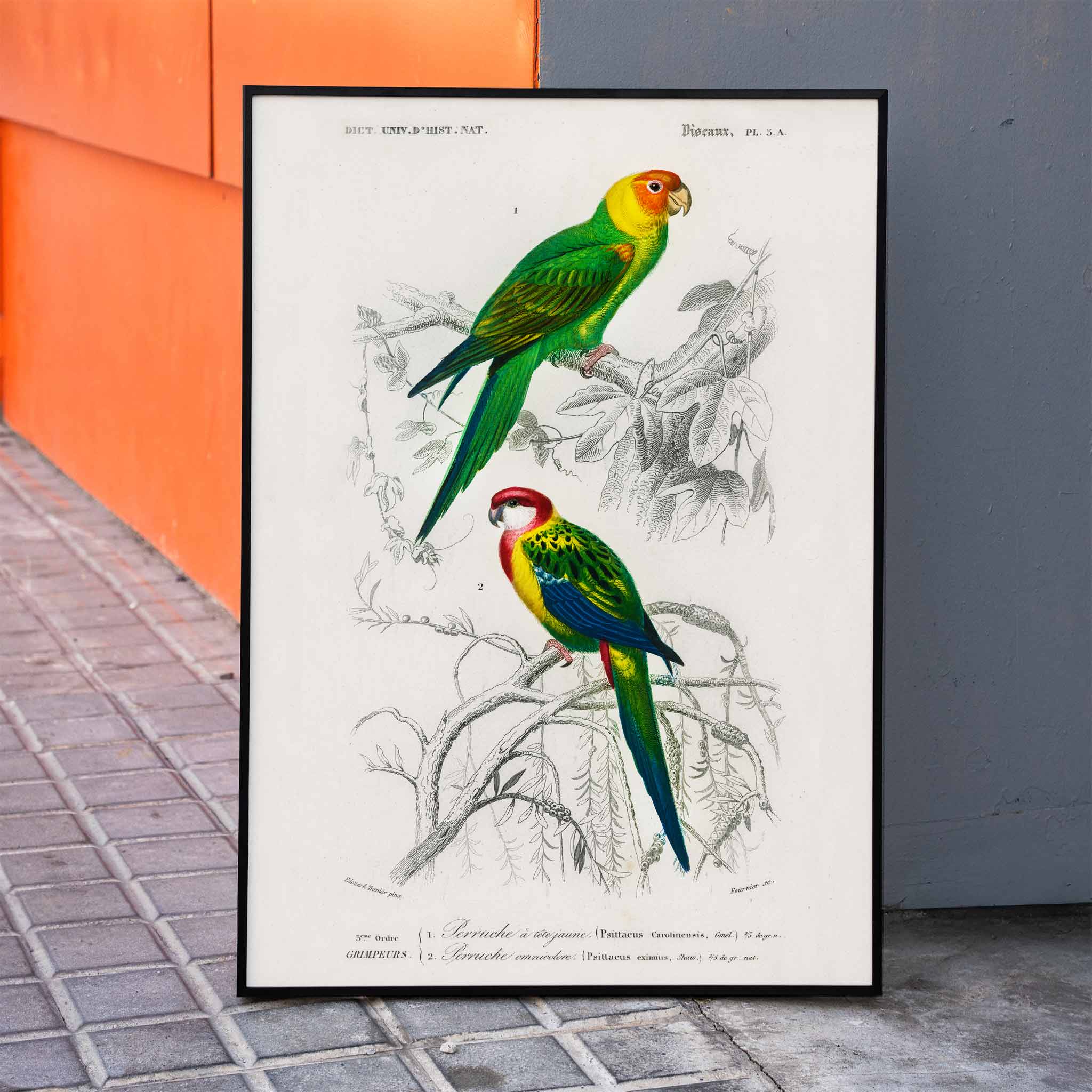 Poster | Birds by Charles Dessalines D' Orbigny illustrated 1876