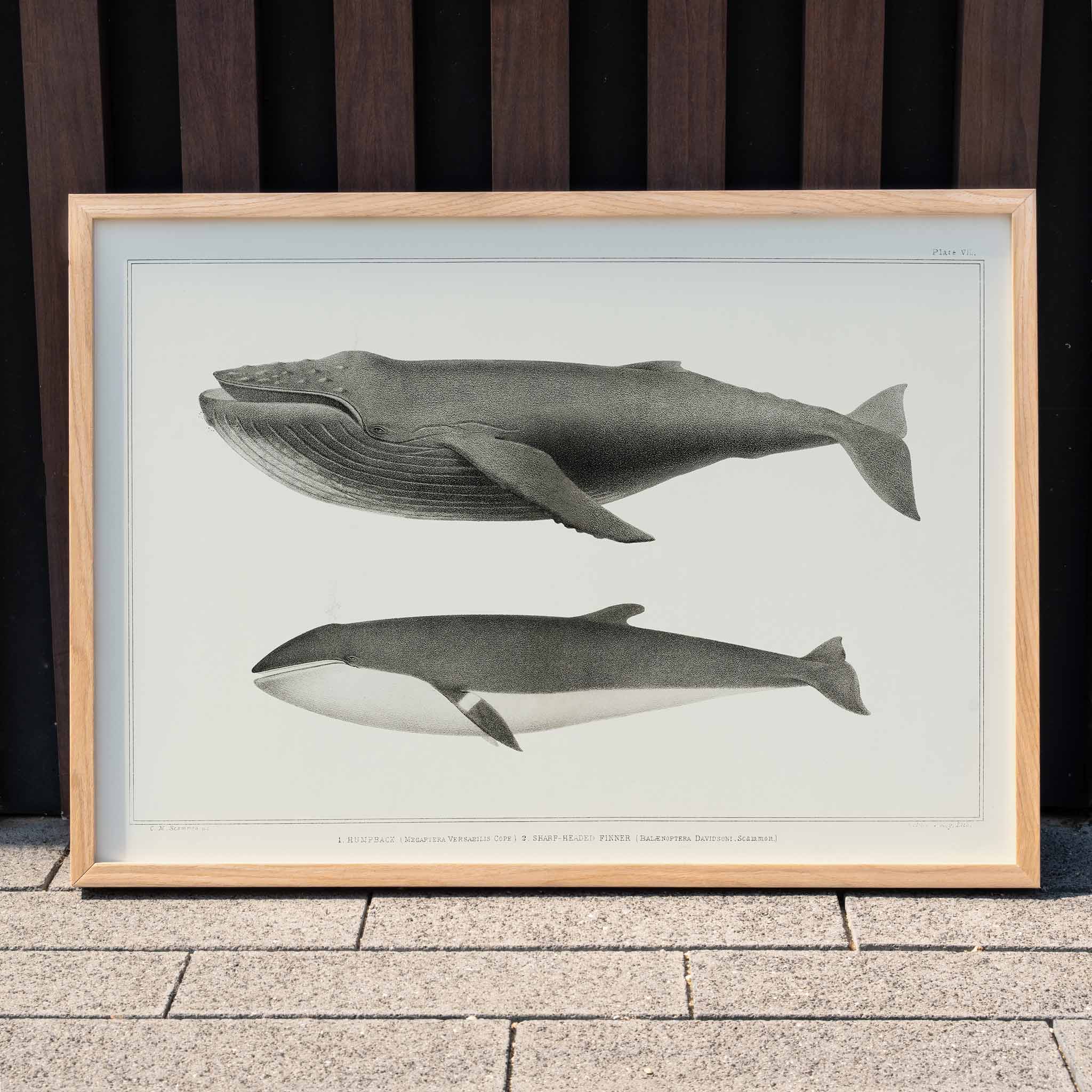 Poster | Humpback and Minke Whales Scammon 1872 | MORYARTY