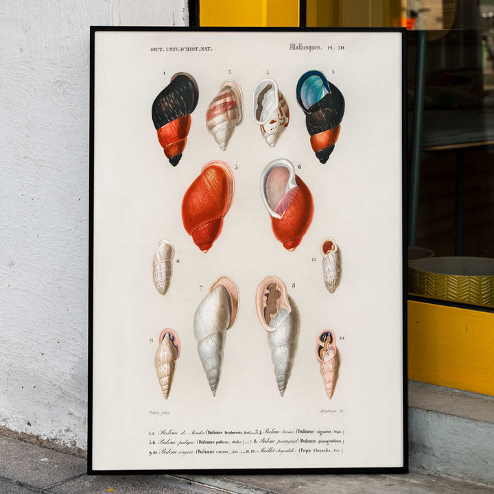 Colorful mollusk shells poster natural history artwork by Charles Dessalines D Orbigny showing different types of mollusks, framed and displayed in home decor