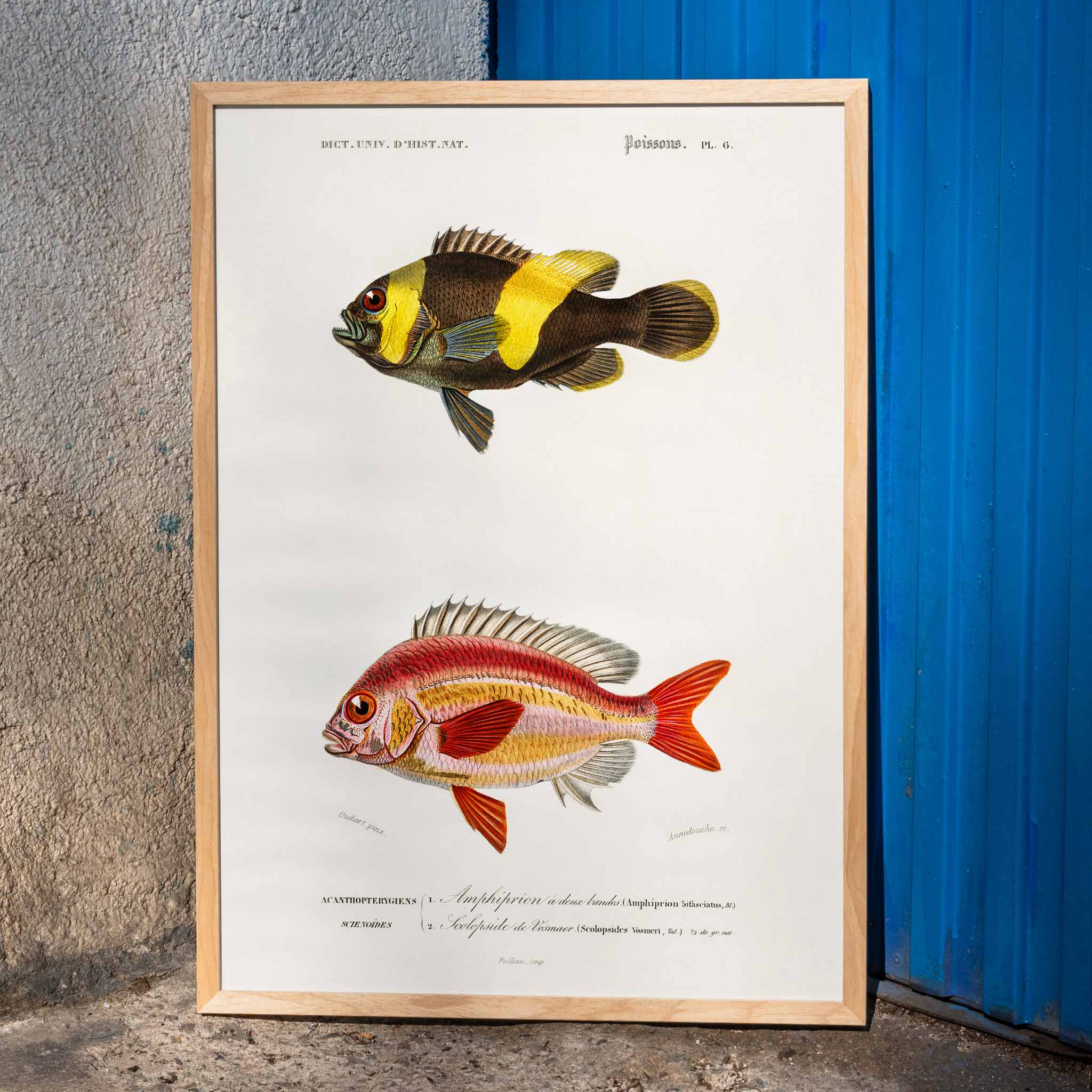 Poster | Different types of fishes by Charles D'Orbigny 1868