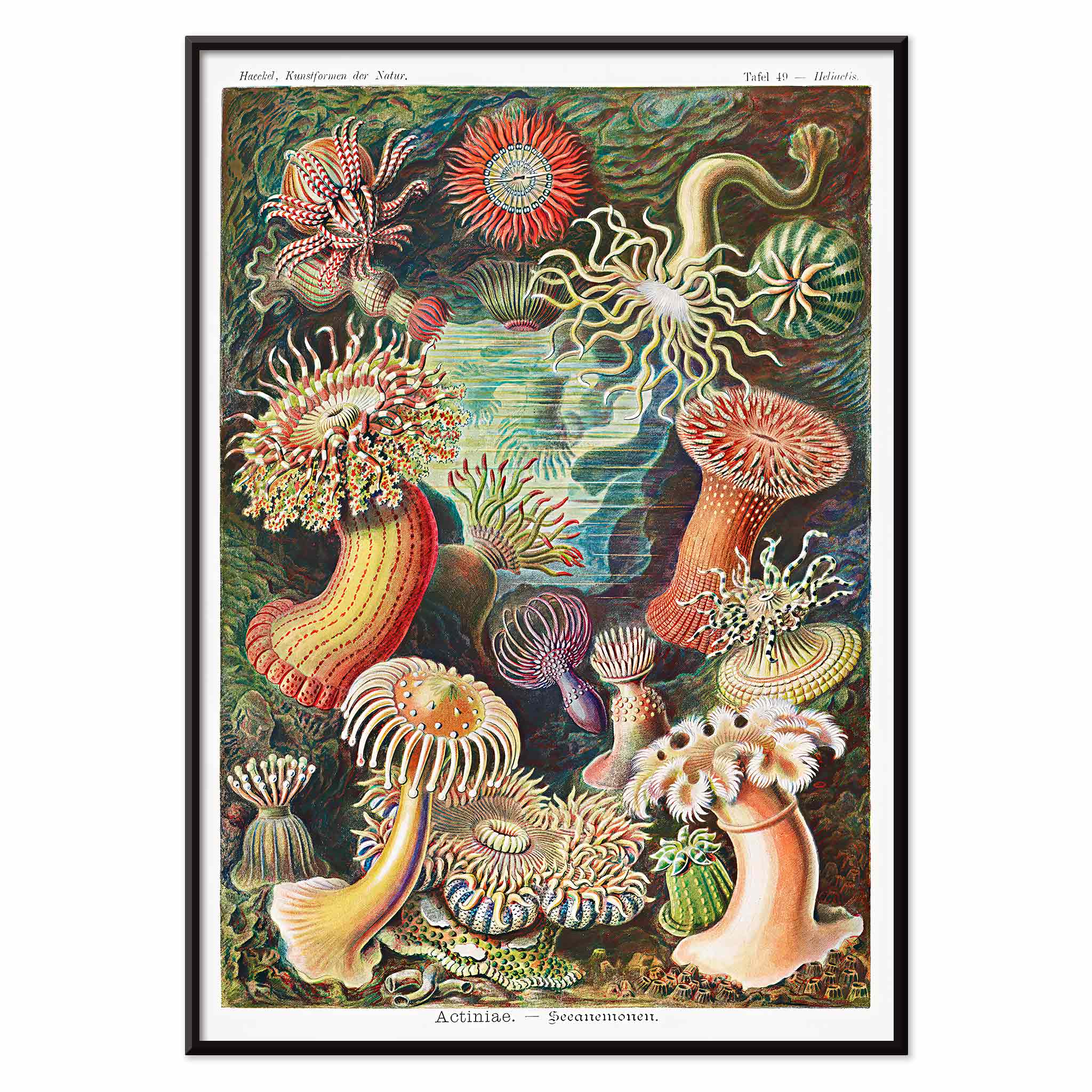 Poster | Actiniae–Seeanemonen Kunstformen Natur Haeckel 1904