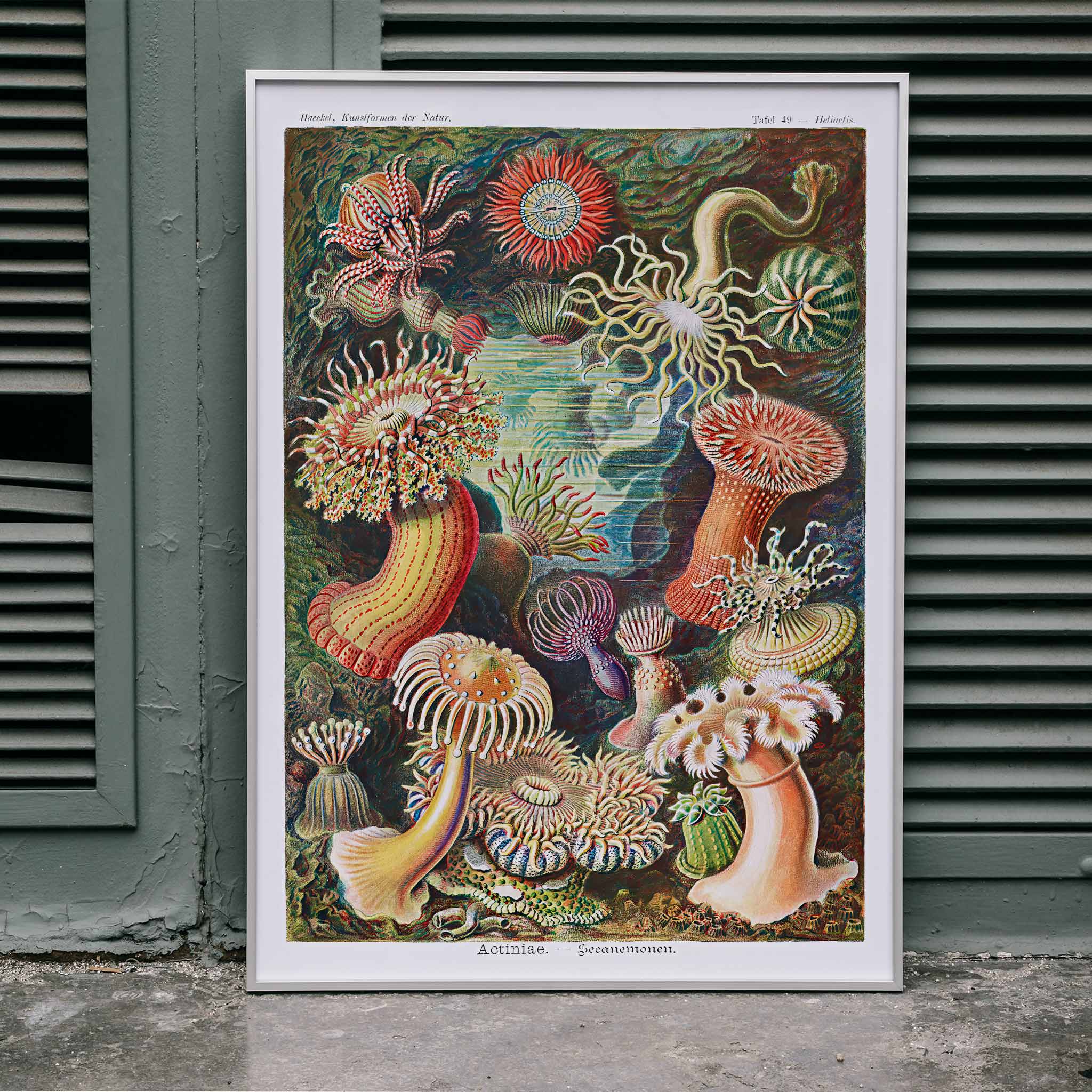 Poster | Actiniae–Seeanemonen Kunstformen Natur Haeckel 1904