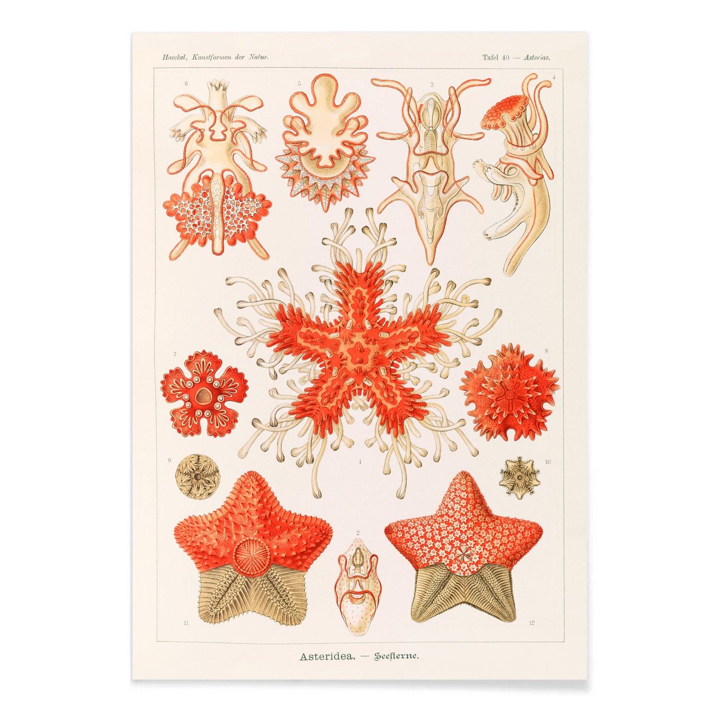 Asteridea illustration lithograph and poster by Adolf Glitsch after Ernst Haeckel showing detailed and colorful starfishes in the Echinodermata phylum, with black aluminium frame on white background