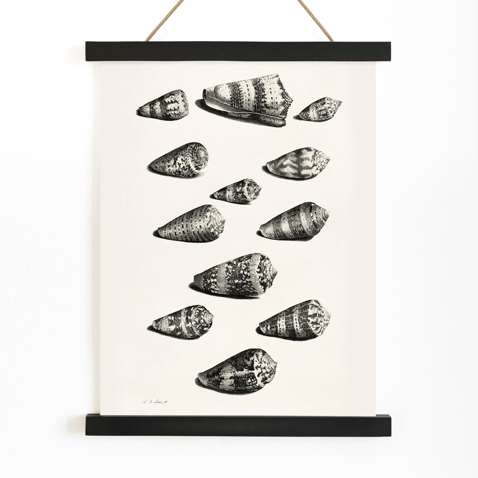 Detailed poster illustration of twelve different snail shells from various species artwork by Jacob de Later, with wooden magnetic frame on white background