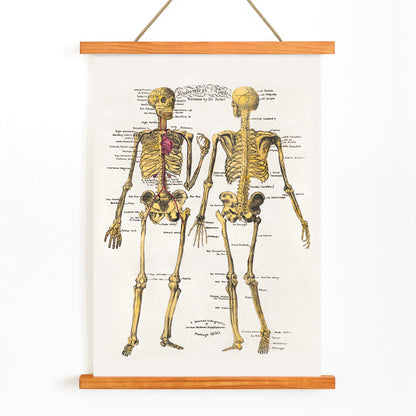 Human skeleton diagram and poster with labeled bones and organs by Dr Parker Anatomical plates wall art decor, with wooden magnetic frame on white background