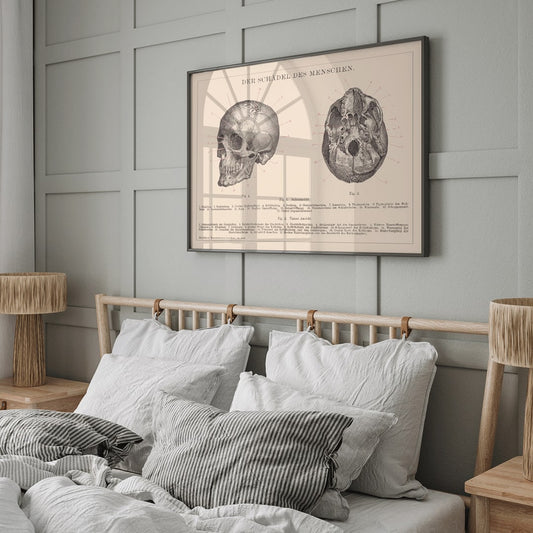 Detailed anatomical illustration and educational poster of human skull side and bottom views by Institute of Liepzig, framed and displayed in home decor