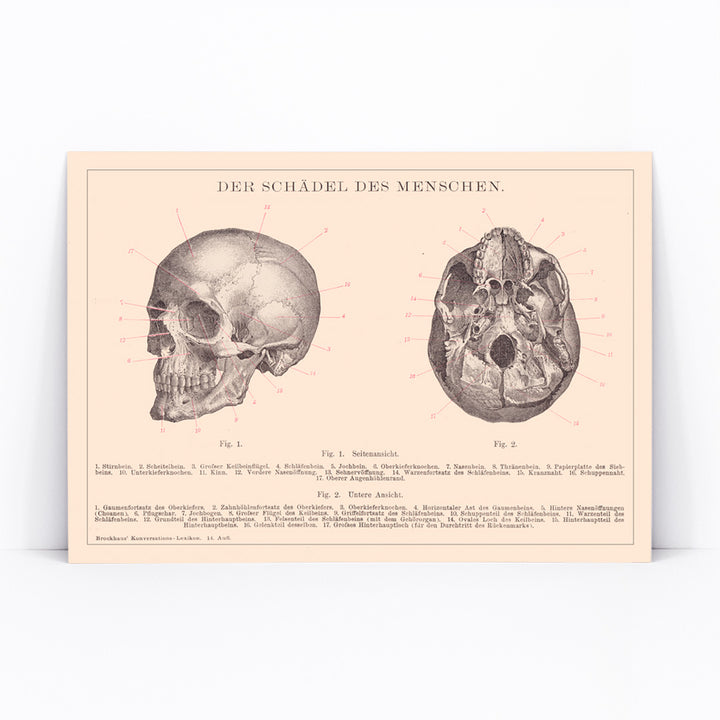 Detailed anatomical illustration and educational poster of human skull side and bottom views by Institute of Liepzig, framed and displayed in modern living room decor
