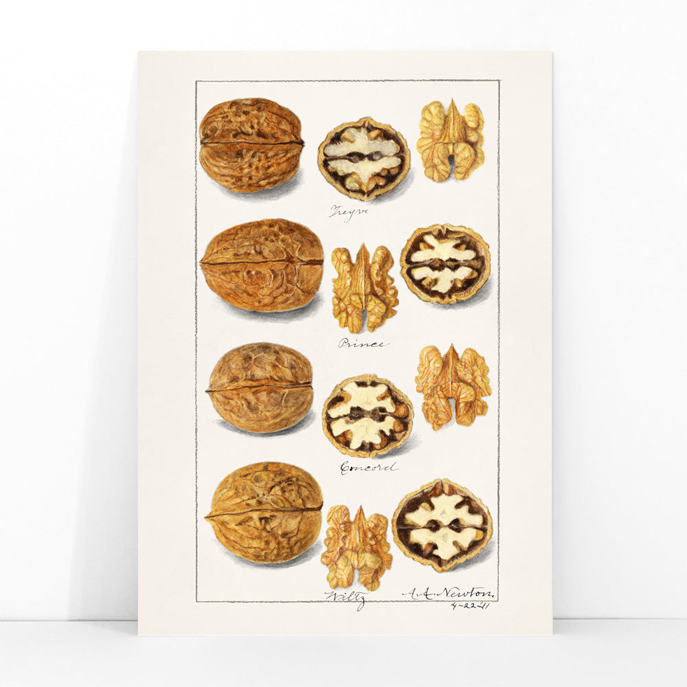 Detailed botanical illustration and poster of walnut varieties and kernels by Amanda Almira Newton titled Walnuts Juglans for kitchen decor, framed and displayed in modern living room decor