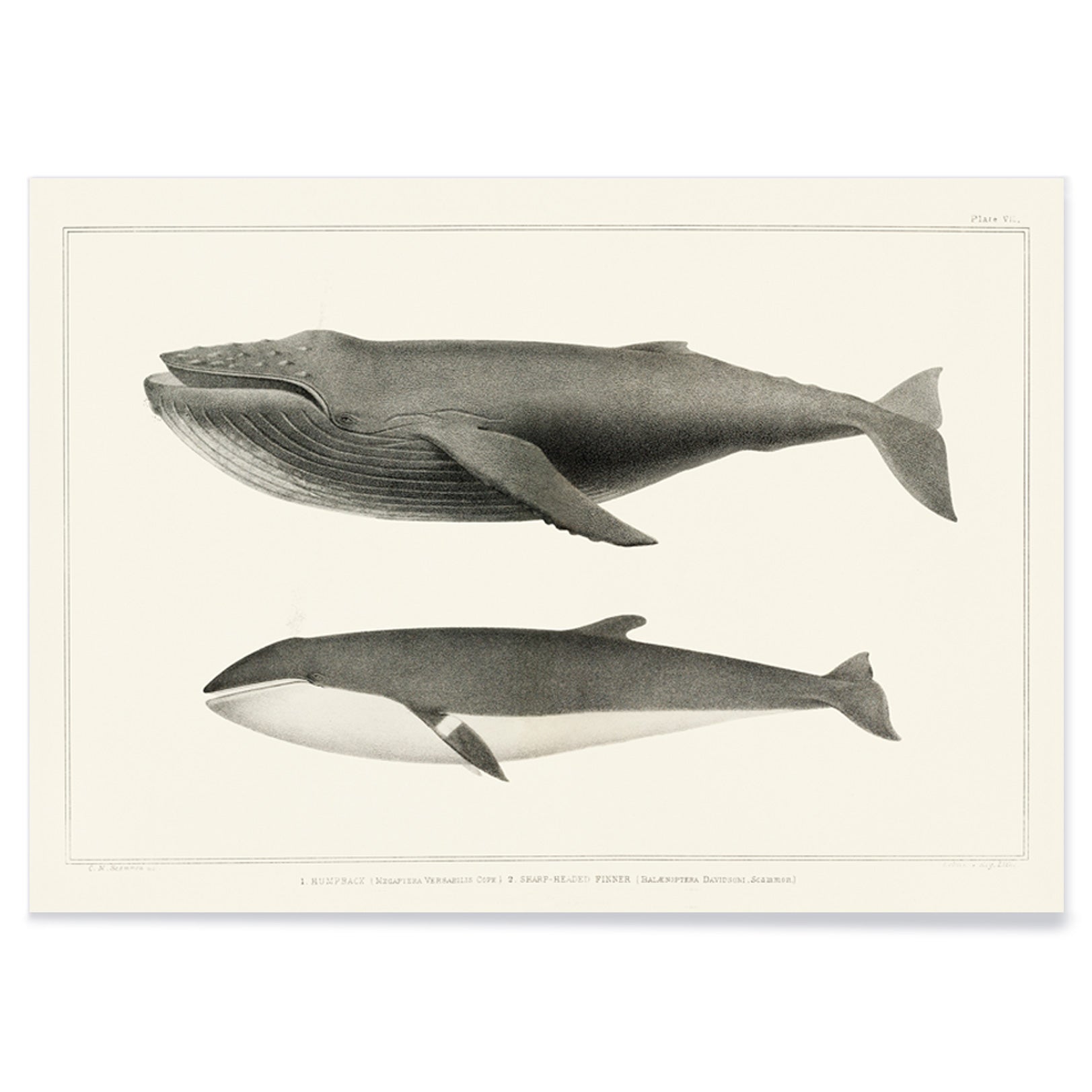 Poster | Humpback and Minke Whales Scammon 1872 | MORYARTY