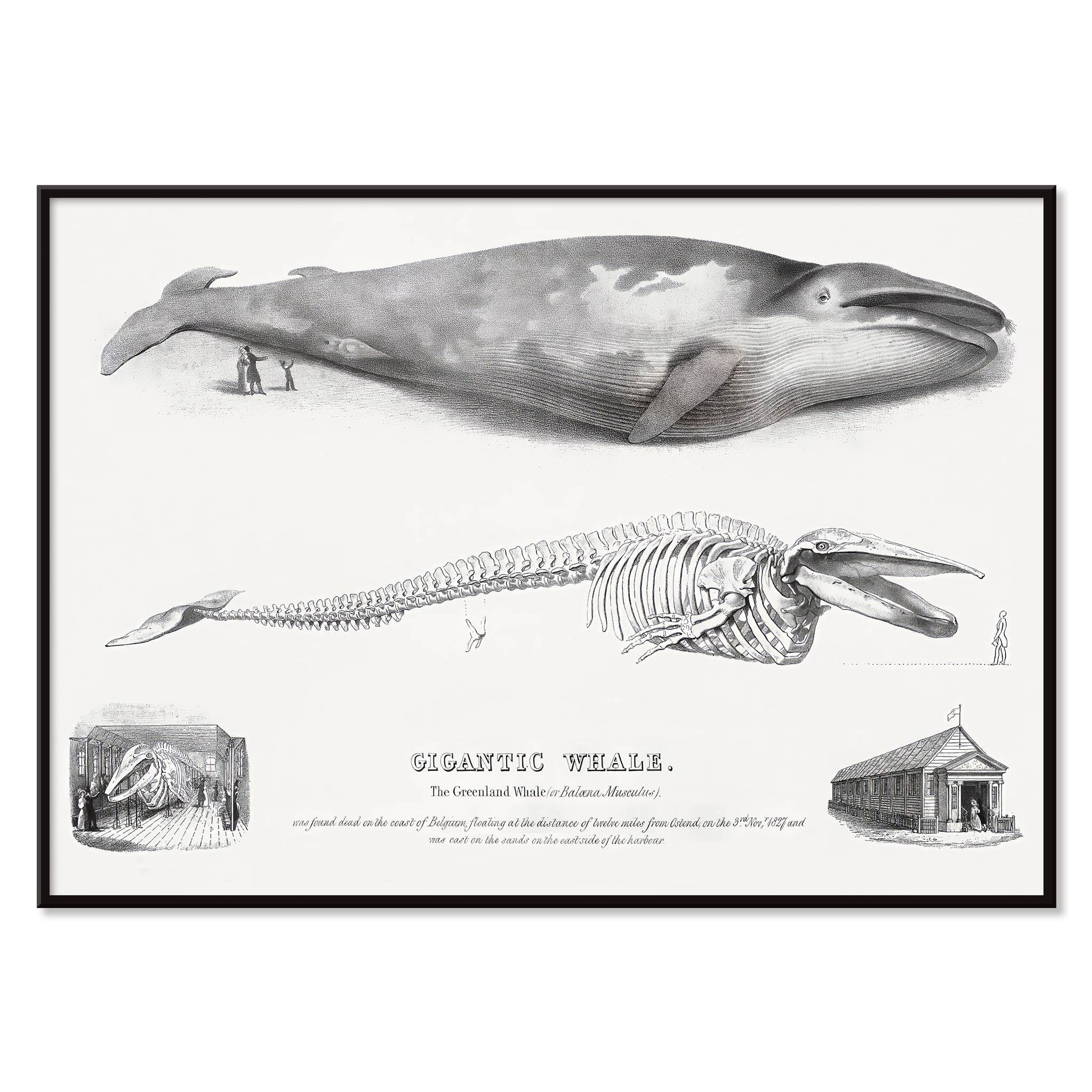 Blue whale and skeleton illustration from Gigantic Whale by George Johann Scharf poster wall decor, with black aluminium frame on white background