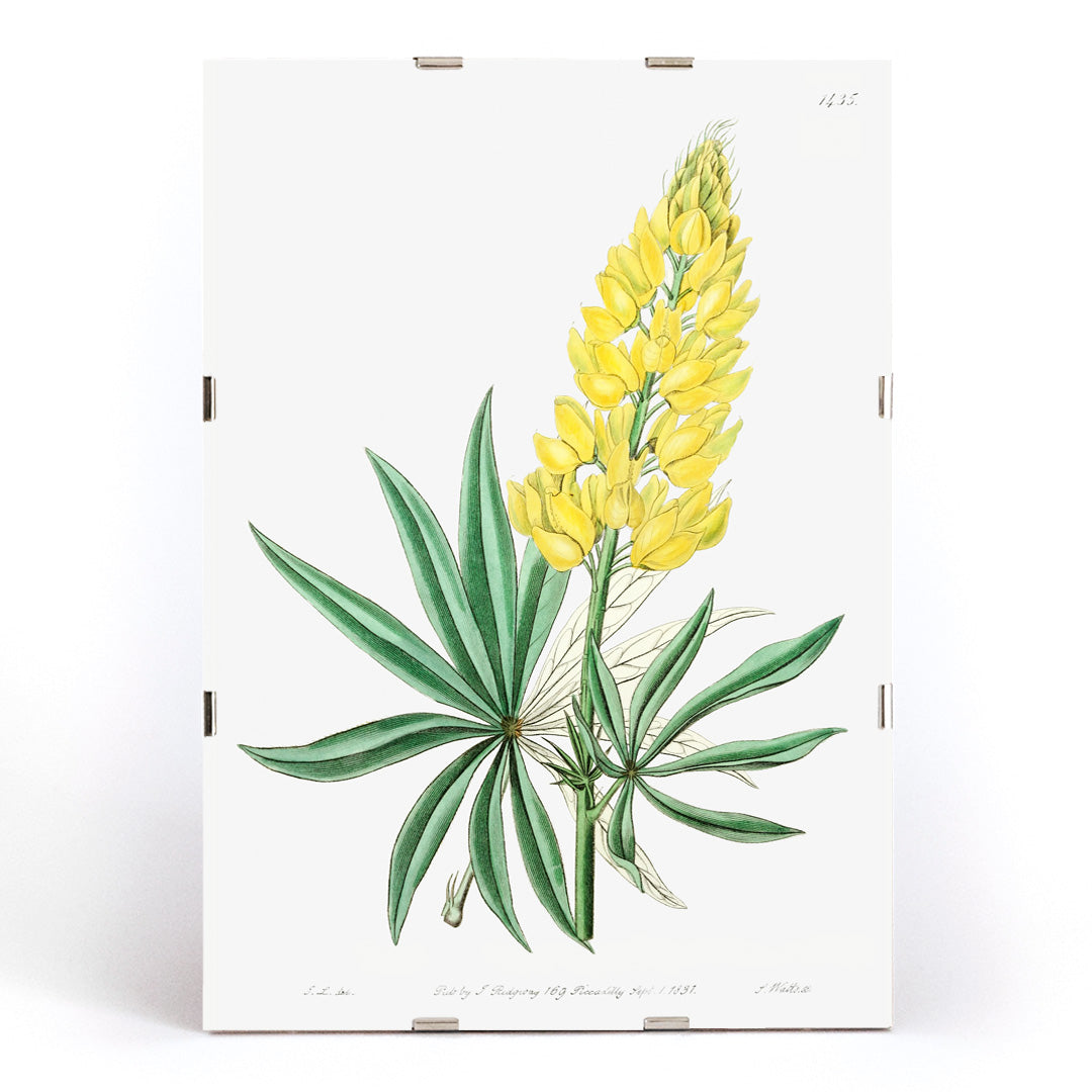 , framed and displayed in modern living room decor