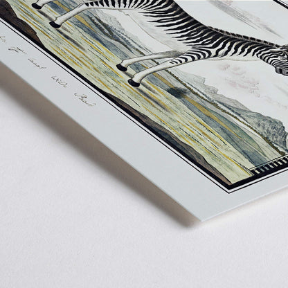 Closeup detail of Mountain zebra in a scenic landscape artwork titled Equus zebra Mountain Zebra by Robert Jacob Gordon poster
