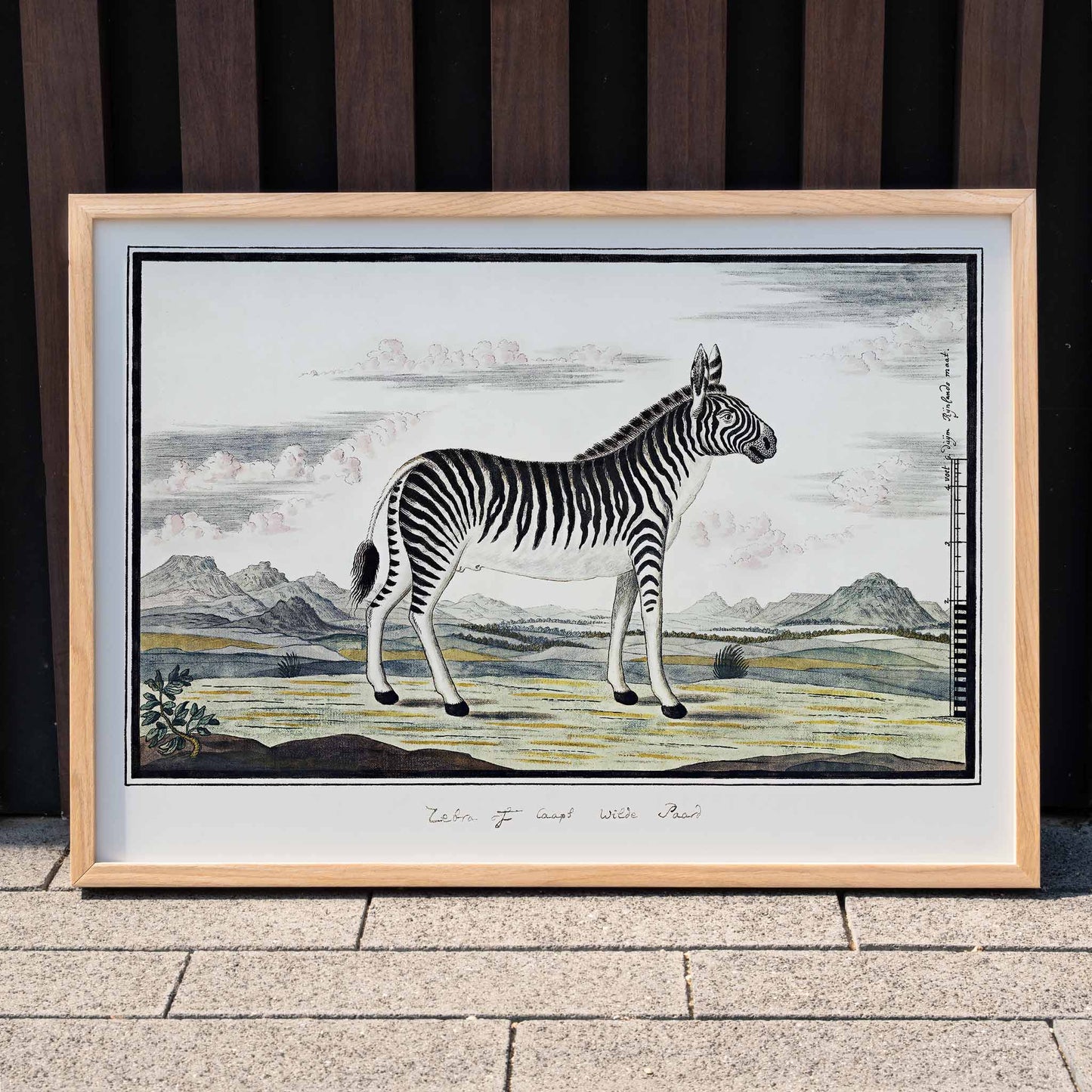 Mountain zebra in a scenic landscape artwork titled Equus zebra Mountain Zebra by Robert Jacob Gordon poster, framed and displayed in modern living room decor