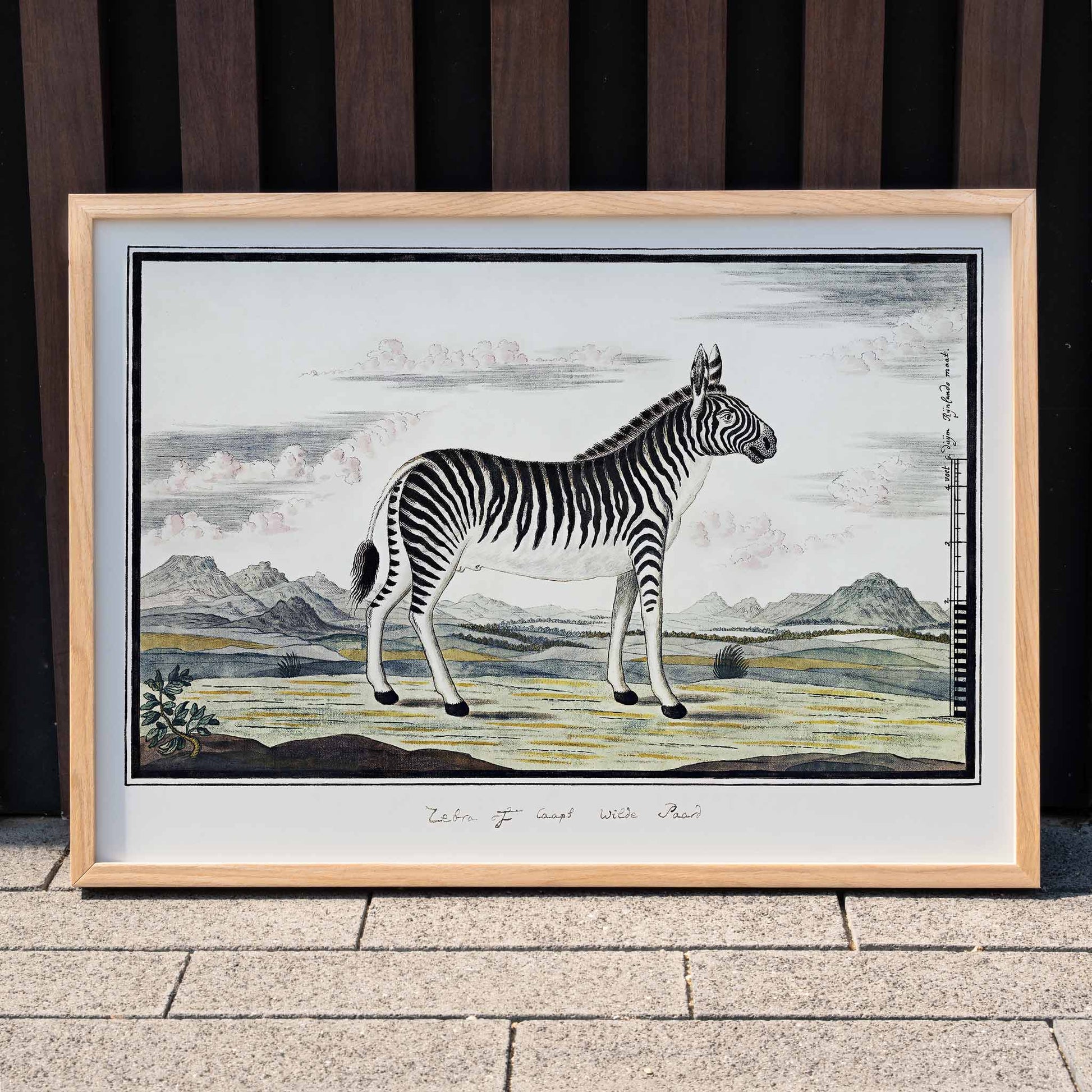 Mountain zebra in a scenic landscape artwork titled Equus zebra Mountain Zebra by Robert Jacob Gordon poster, framed and displayed in modern living room decor