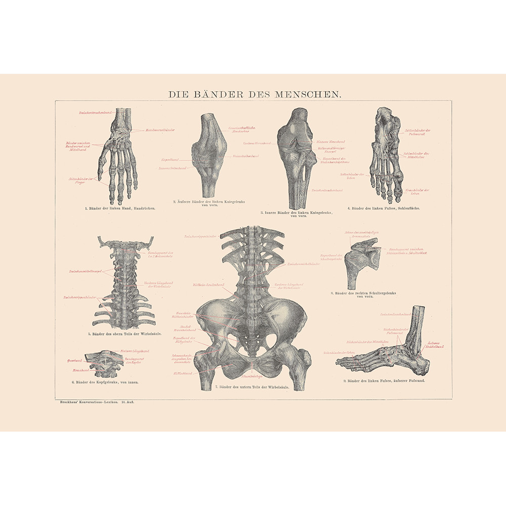 Human Ligaments Poster | Posters and Frames - Moryarty.com