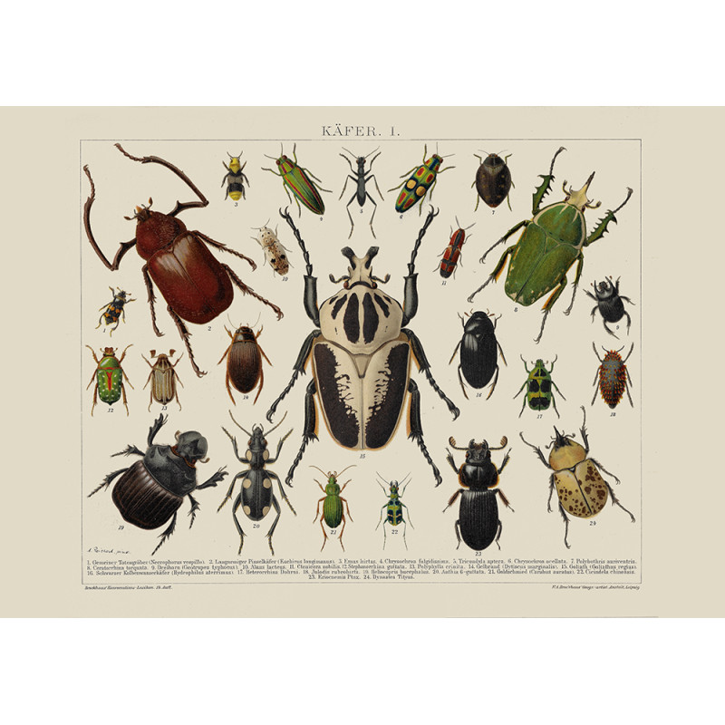 Insects Poster | Posters and Frames - Moryarty.com