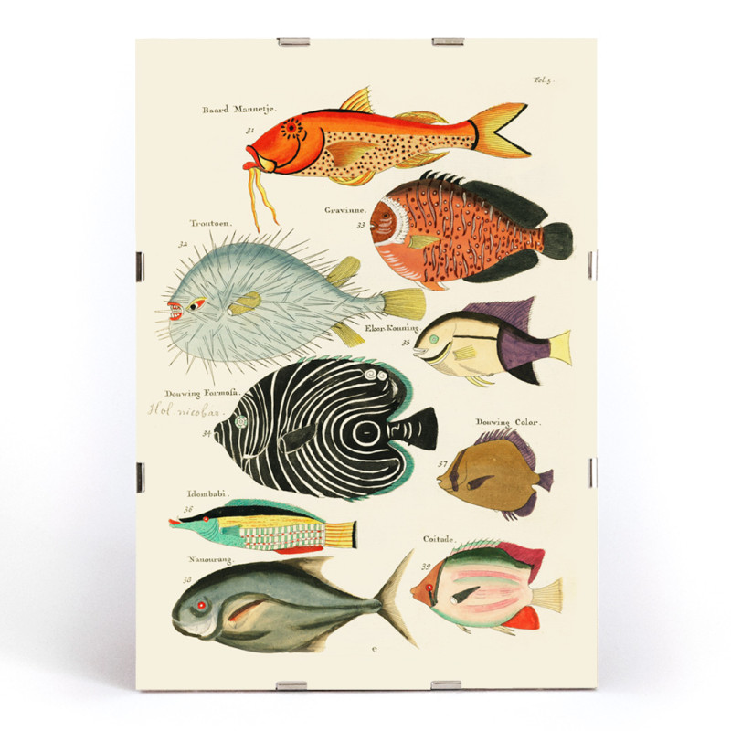 Surreal illustrations of fishes