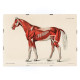 Equine muscular system