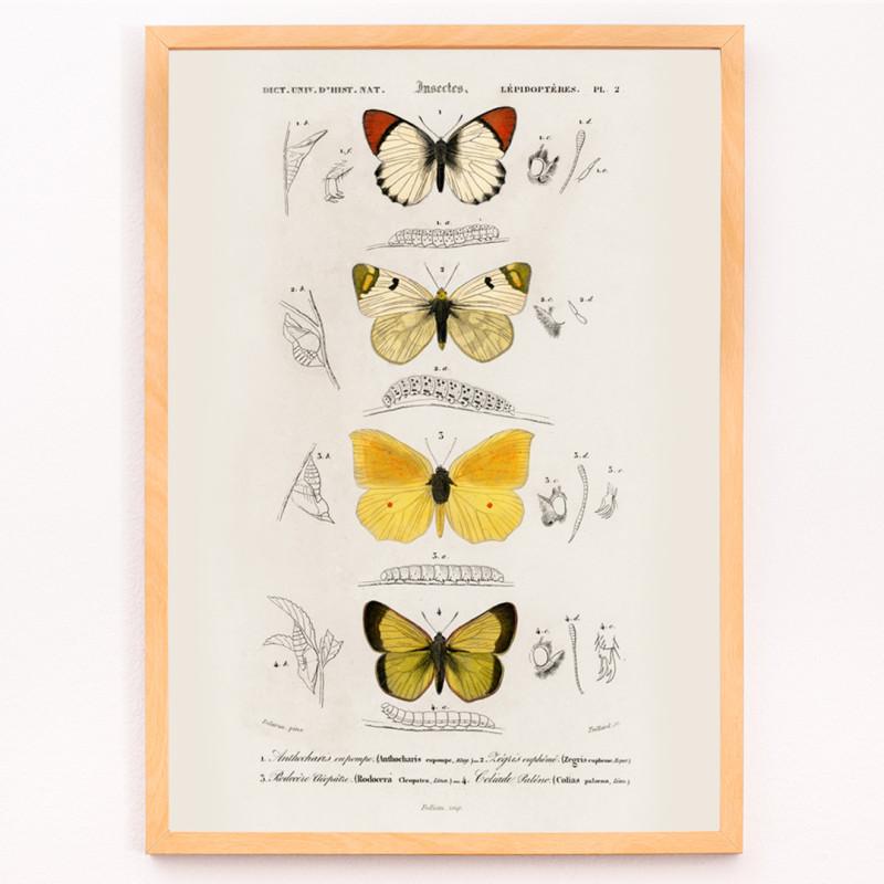 Different types of butterfly