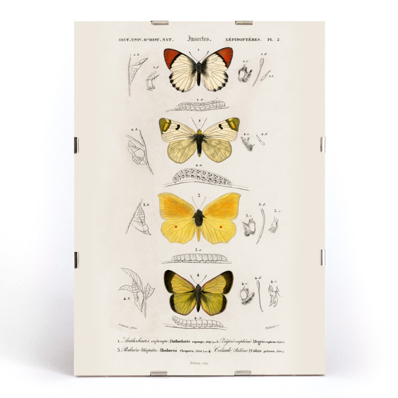 Different types of butterfly