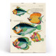Colourful and surreal illustrations of fishes 6