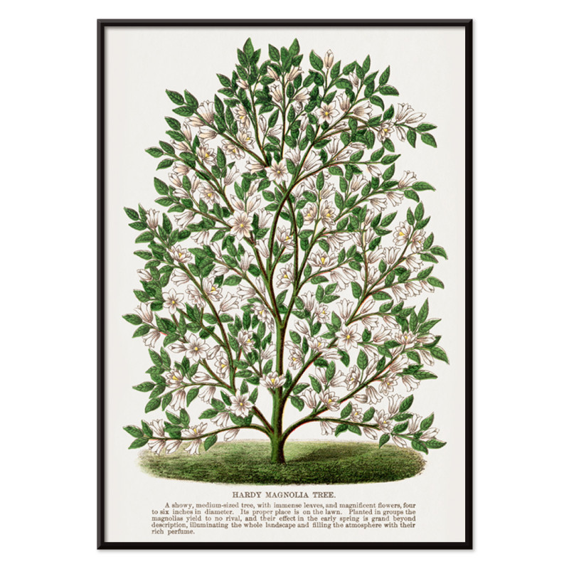 Hardy Magnolia tree
