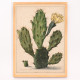 Pear Cactus in Bloom