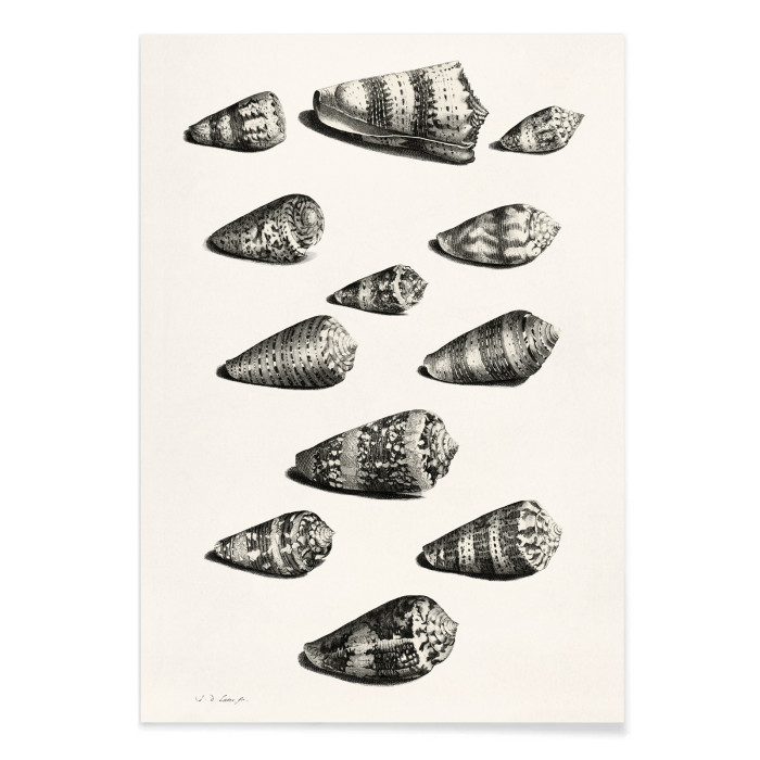 Twelve shells