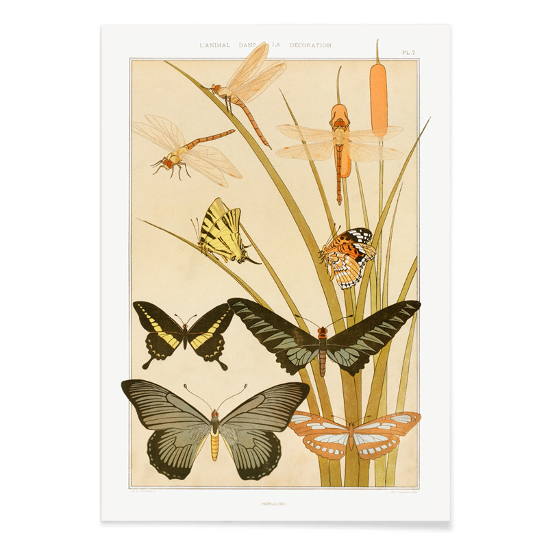 Butterflies and Reeds